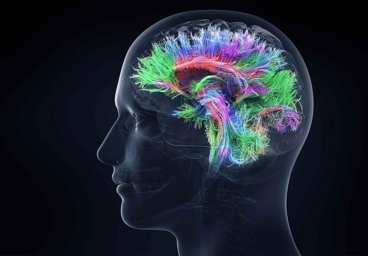 Neuroplasticidade: Como o Cérebro Pode se Transformar ao Longo da Vida?